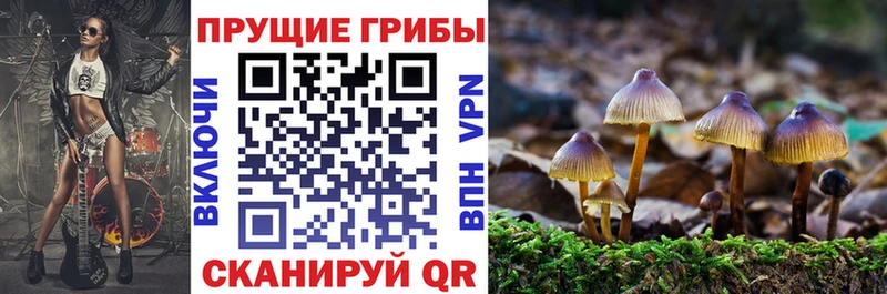 как найти   Карабаш  Псилоцибиновые грибы Magic Shrooms 